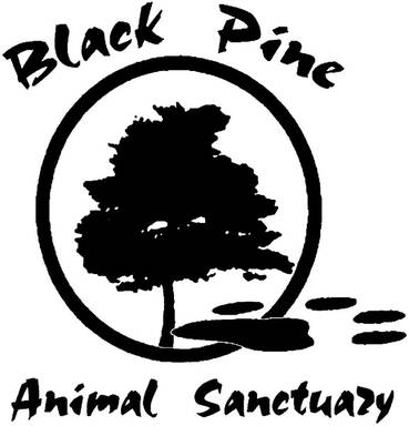 Black Pine Animal Sanctuary